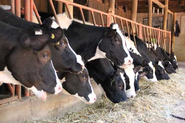 dairyshed