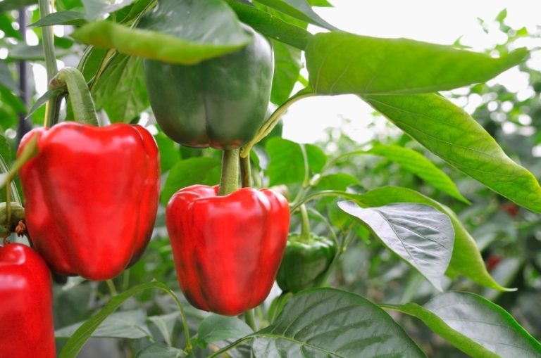 paprika greenhouse